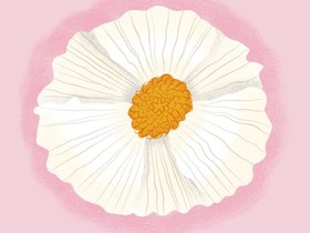 Poppy.jpg